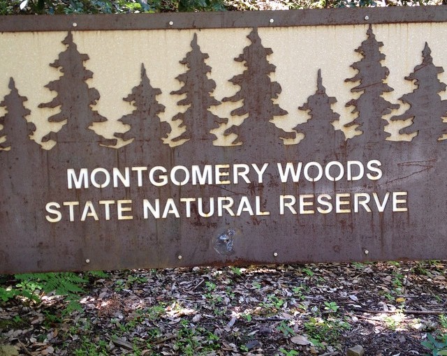 Made it, finically! This is an out of the way secret Redwood Preserve shared with us by our last host, Rhoda.