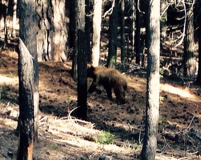 Our Brown Bear sighting.