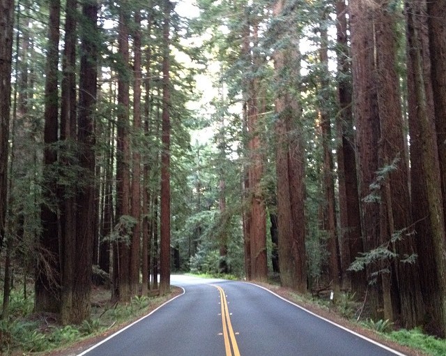 Our first Redwood park. What a drive!
