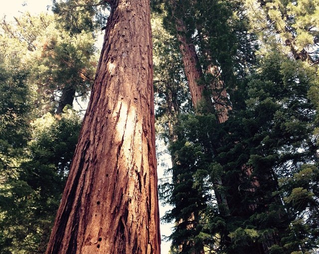 Peggy and I walked through these massive trees. What an amazing sight.