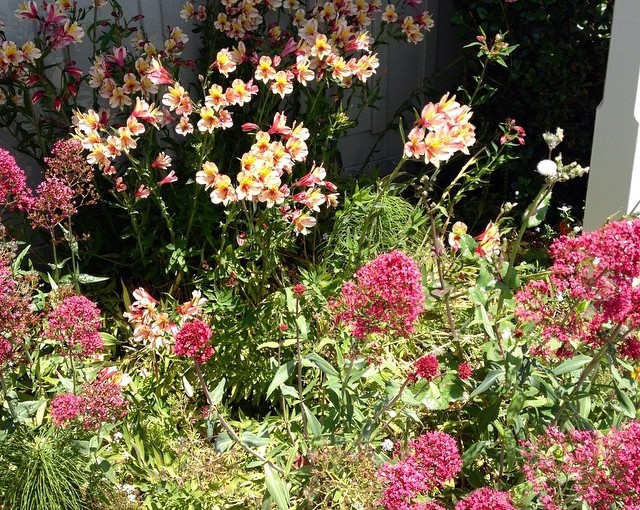 The area is filled with flowers like this. This is Alstroemerias in the background.