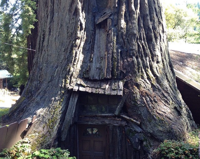 The famous Tree House. Believe it or not.