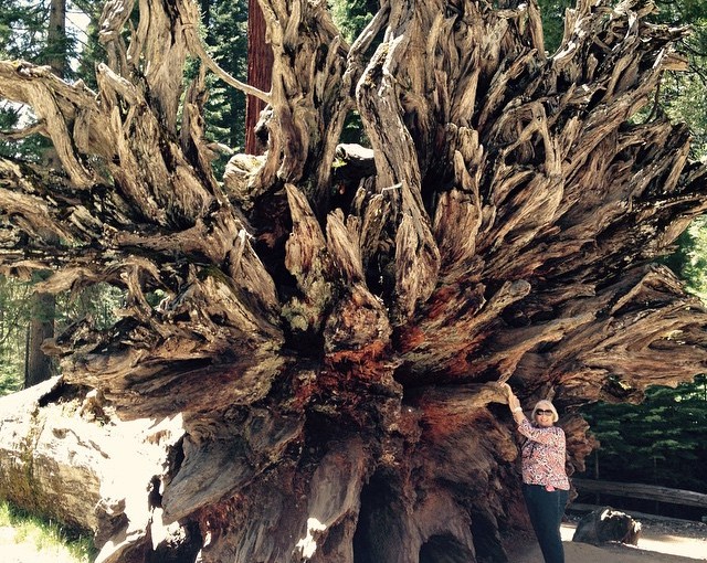 The massive root system of one fallen Sequoia.