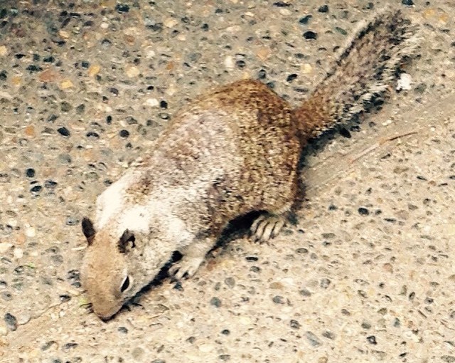 This is a California ground squirrel that lives underground. He has white coloring on his neck or side. Racing strips.