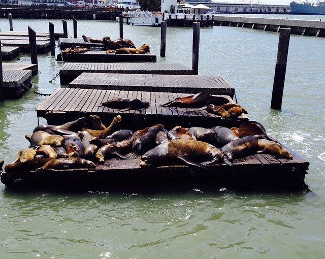 This local attraction of Sea Lions at Pier 39 in SF was a treat. Fun to watch.