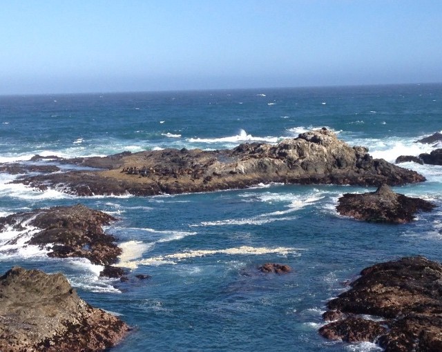 We rook a hike our first morning at Mendocino. There were Sea Lions on a large rock formation and men diving for Abalone, large Muscles attached to the reefs.